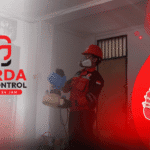 Pest Control Pembasmi Kutu Kucing