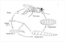 Bioekologi Serangga