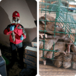 Jasa Pembersih Bangkai Tikus | Cepat Langsung Datang Jasa Pembasmi Tikus