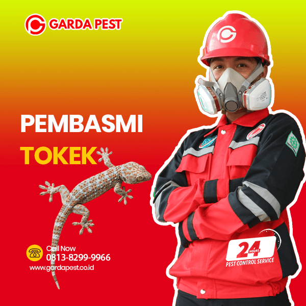 Jasa Pembasmi Tokek Terdekat