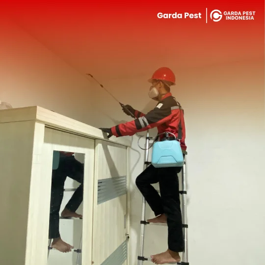 Jasa Pembasmi Cicak