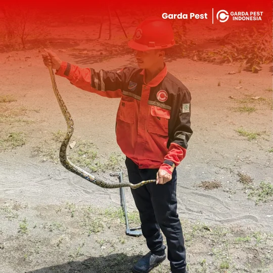 Jasa Pawang Ular Bandung