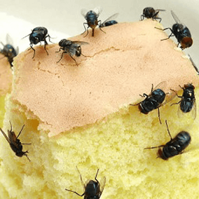 Lalat di Makanan