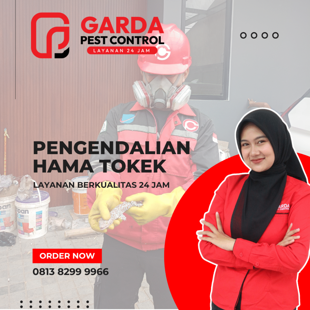 Jasa Pembasmi Tokek di Jogja No.1 Harga Termurah