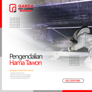Jasa Pembasmi Tawon di Jogja No.1 Harga Termurah